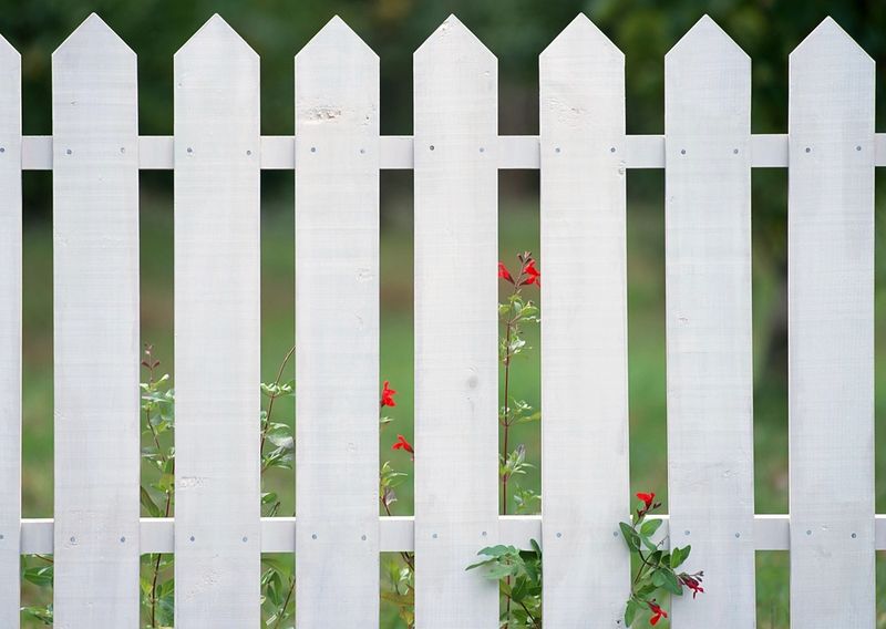 White picket fence with red flowers growing between the boards